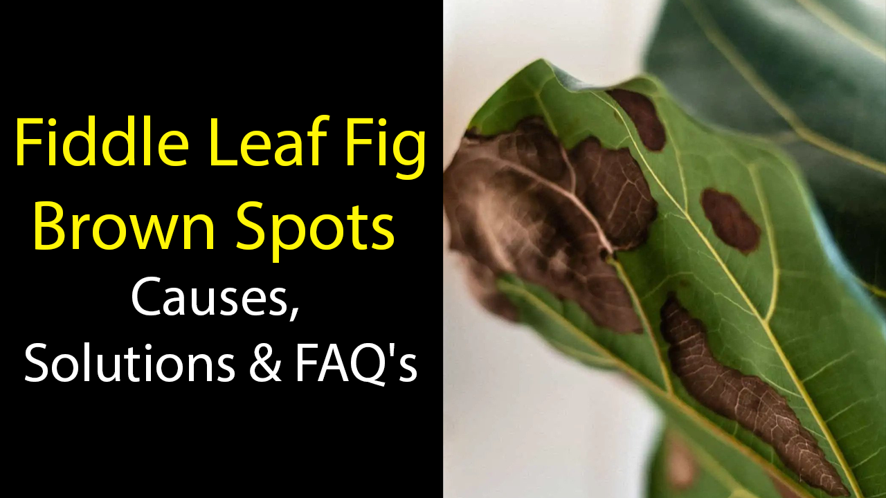brown spots fiddle leaf fig